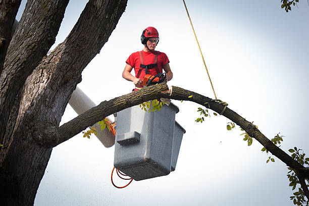 Professional Tree Service in Los Chaves, NM